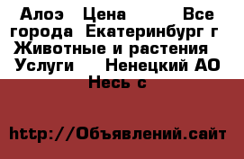 Алоэ › Цена ­ 150 - Все города, Екатеринбург г. Животные и растения » Услуги   . Ненецкий АО,Несь с.